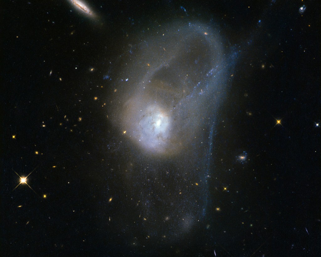 It is known today that merging galaxies play a large role in the evolution of galaxies and the formation of elliptical galaxies in particular. However there are only a few merging systems close enough to be observed in depth. The pair of interacting galaxies picture seen here — known as NGC 3921 — is one of these systems. NGC 3921 — found in the constellation of Ursa Major (The Great Bear) — is an interacting pair of disc galaxies in the late stages of its merger. Observations show that both of the galaxies involved were about the same mass and collided about 700 million years ago. You can see clearly in this image the disturbed morphology, tails and loops characteristic of a post-merger. The clash of galaxies caused a rush of star formation and previous Hubble observations showed over 1000 bright, young star clusters bursting to life at the heart of the galaxy pair.
